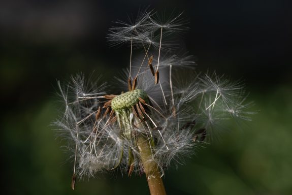 Eine Spinne sitzt auf einem Pusteblumenstängel mit flauschigen Samen.