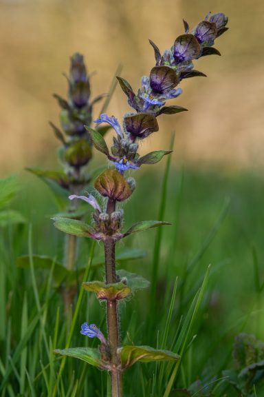 Blühende Pflanze mit violetten Blüten und grünen Blättern im Hintergrund von Grass.